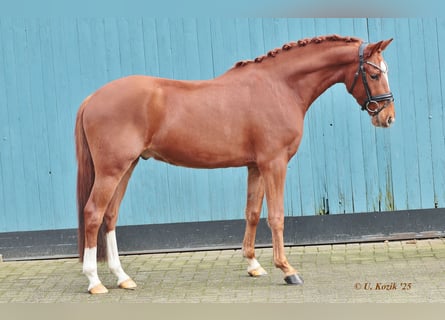 Deutsches Reitpony, Wallach, 4 Jahre, 147 cm, Fuchs