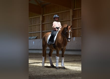 Deutsches Reitpony, Wallach, 4 Jahre, 147 cm, Fuchs