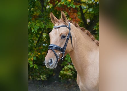 Deutsches Reitpony, Wallach, 4 Jahre, 147 cm, Fuchs