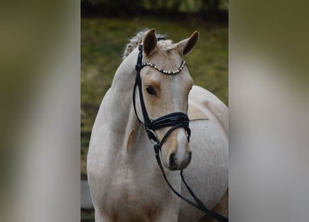 Deutsches Reitpony, Wallach, 4 Jahre, 147 cm, Palomino