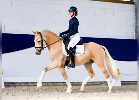 Deutsches Reitpony, Wallach, 4 Jahre, 147 cm, Palomino