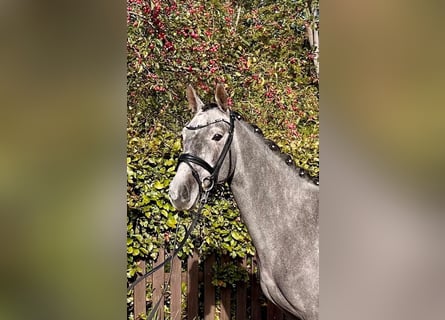 Deutsches Reitpony, Wallach, 4 Jahre, 147 cm, Schimmel