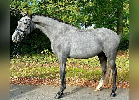 Deutsches Reitpony, Wallach, 4 Jahre, 147 cm, Schimmel