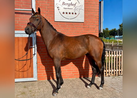 Deutsches Reitpony, Wallach, 4 Jahre, 148 cm, Brauner