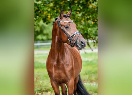 Deutsches Reitpony, Wallach, 4 Jahre, 148 cm, Brauner
