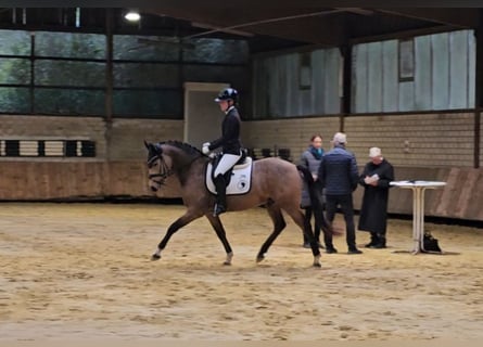 Deutsches Reitpony, Wallach, 4 Jahre, 148 cm, Buckskin