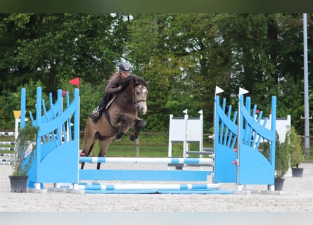 Deutsches Reitpony, Wallach, 4 Jahre, 148 cm, Buckskin