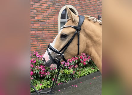 Deutsches Reitpony, Wallach, 4 Jahre, 148 cm, Falbe