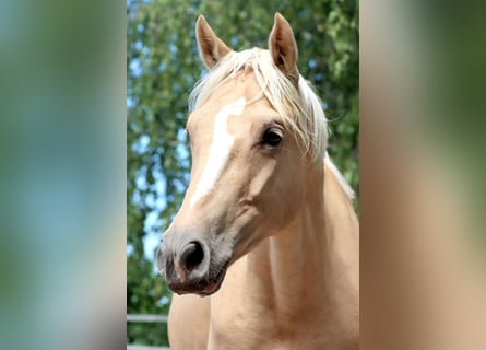 Deutsches Reitpony, Wallach, 4 Jahre, 148 cm, Palomino