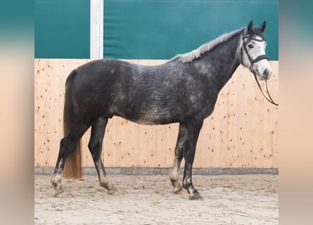 Deutsches Reitpony, Wallach, 4 Jahre, 149 cm, Apfelschimmel