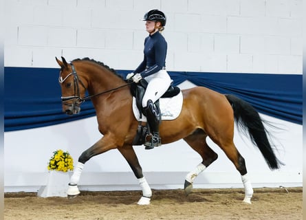 Deutsches Reitpony, Wallach, 4 Jahre, 149 cm, Brauner