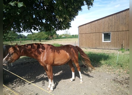 Deutsches Reitpony, Wallach, 4 Jahre, 149 cm, Fuchs