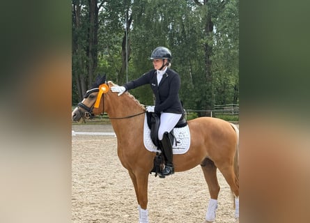 Deutsches Reitpony, Wallach, 4 Jahre, 149 cm, Palomino