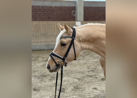 Deutsches Reitpony, Wallach, 4 Jahre, 149 cm, Palomino