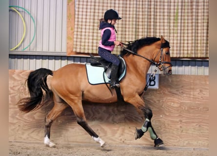Deutsches Reitpony, Wallach, 4 Jahre, 150 cm, Falbe