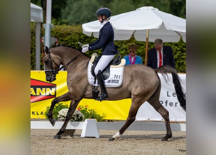 Deutsches Reitpony, Wallach, 4 Jahre, 151 cm, Falbe