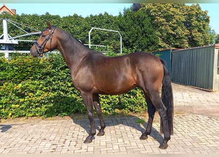 Deutsches Reitpony, Wallach, 4 Jahre, 153 cm, Brauner