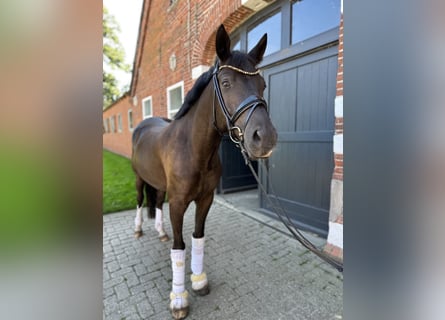 Deutsches Reitpony, Wallach, 4 Jahre, 154 cm, Rappe