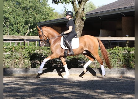 Deutsches Reitpony, Wallach, 4 Jahre, 155 cm, Fuchs