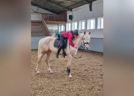 Deutsches Reitpony, Wallach, 4 Jahre, 155 cm, Palomino