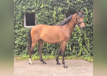 Deutsches Reitpony, Wallach, 4 Jahre, 160 cm, Brauner
