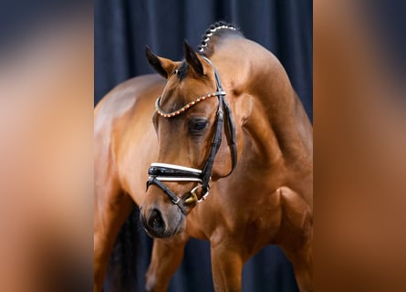Deutsches Reitpony, Wallach, 4 Jahre, Brauner