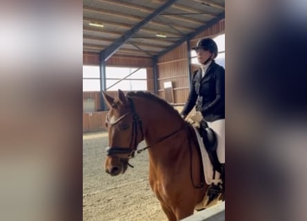 Deutsches Reitpony, Wallach, 4 Jahre, Dunkelfuchs