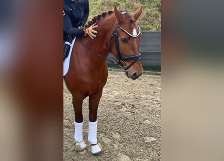 Deutsches Reitpony, Wallach, 4 Jahre, Dunkelfuchs