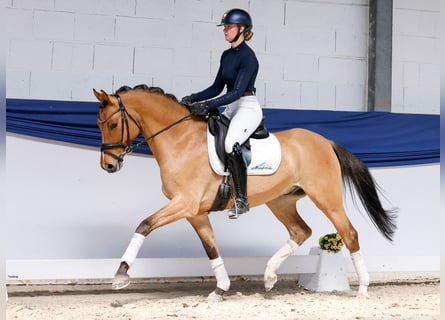 Deutsches Reitpony, Wallach, 4 Jahre, Falbe