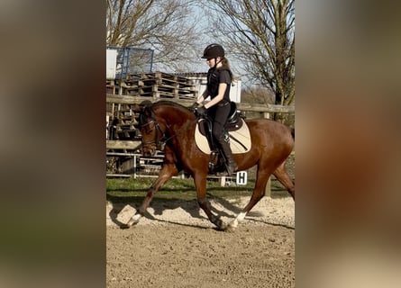 Deutsches Reitpony, Wallach, 5 Jahre, 143 cm, Brauner