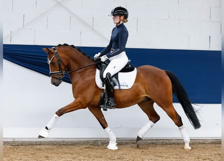 Deutsches Reitpony, Wallach, 5 Jahre, 144 cm, Brauner