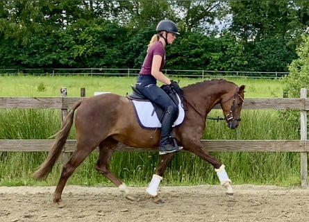 Deutsches Reitpony, Wallach, 5 Jahre, 145 cm, Dunkelfuchs