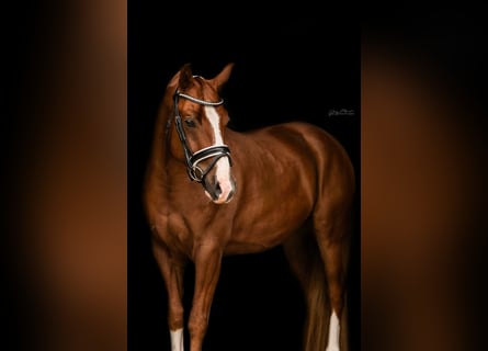 Deutsches Reitpony, Wallach, 5 Jahre, 145 cm, Fuchs