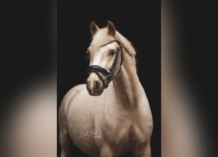 Deutsches Reitpony, Wallach, 5 Jahre, 145 cm, Palomino