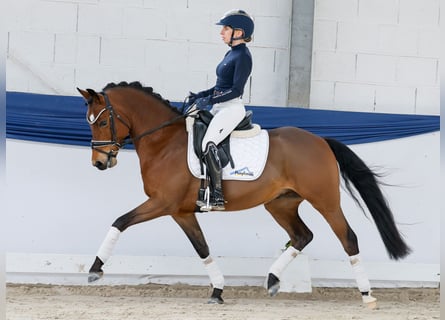 Deutsches Reitpony, Wallach, 5 Jahre, 146 cm, Brauner