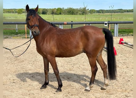 Deutsches Reitpony, Wallach, 5 Jahre, 146 cm, Brauner