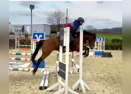 Deutsches Reitpony, Wallach, 5 Jahre, 146 cm, Brauner