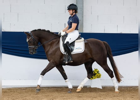 Deutsches Reitpony, Wallach, 5 Jahre, 146 cm, Dunkelfuchs