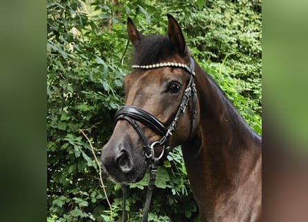 Deutsches Reitpony, Wallach, 5 Jahre, 146 cm, Dunkelfuchs