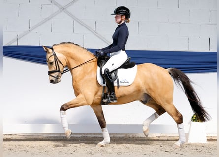 Deutsches Reitpony, Wallach, 5 Jahre, 146 cm, Falbe