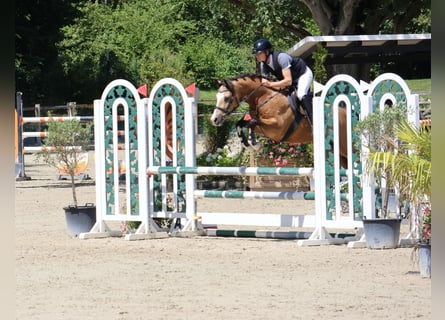 Deutsches Reitpony, Wallach, 5 Jahre, 146 cm, Falbe