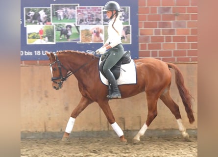 Deutsches Reitpony, Wallach, 5 Jahre, 146 cm, Fuchs