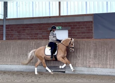 Deutsches Reitpony, Wallach, 5 Jahre, 146 cm, Palomino