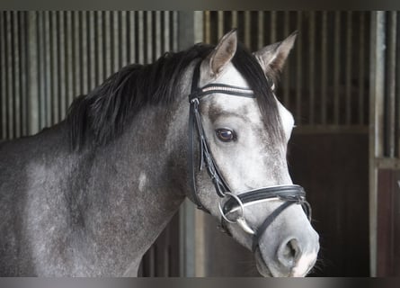 Deutsches Reitpony, Wallach, 5 Jahre, 146 cm, Schimmel