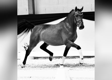 Deutsches Reitpony, Wallach, 5 Jahre, 147 cm, Brauner