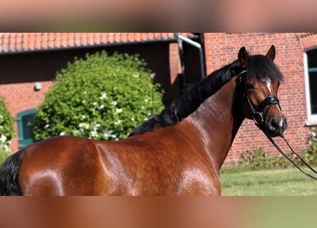 Deutsches Reitpony, Wallach, 5 Jahre, 147 cm, Brauner