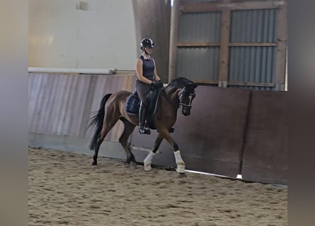 Deutsches Reitpony, Wallach, 5 Jahre, 147 cm, Brauner