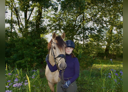 Deutsches Reitpony, Wallach, 5 Jahre, 147 cm, Falbe