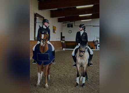 Deutsches Reitpony, Wallach, 5 Jahre, 147 cm, Falbe