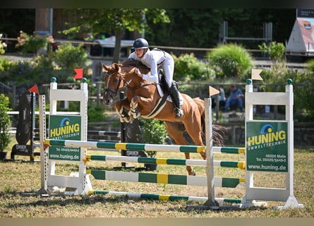 Deutsches Reitpony, Wallach, 5 Jahre, 147 cm, Fuchs
